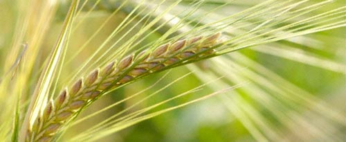 Green wheat on the stalk