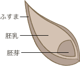 Anatomy of a grain of wheat